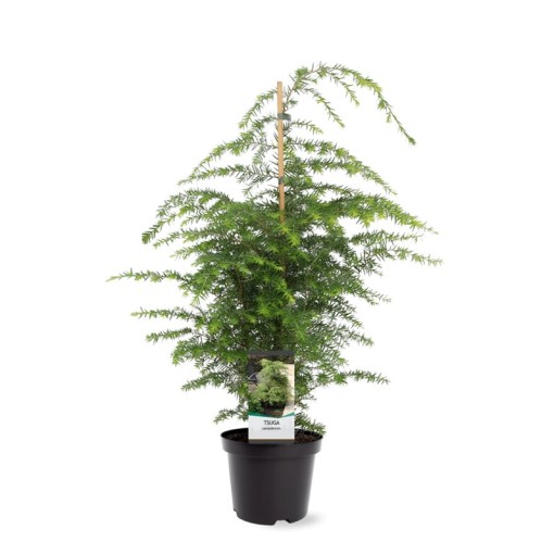 Tsuga-Canadiensis-Abeto-oriental-Tuya-Canadá