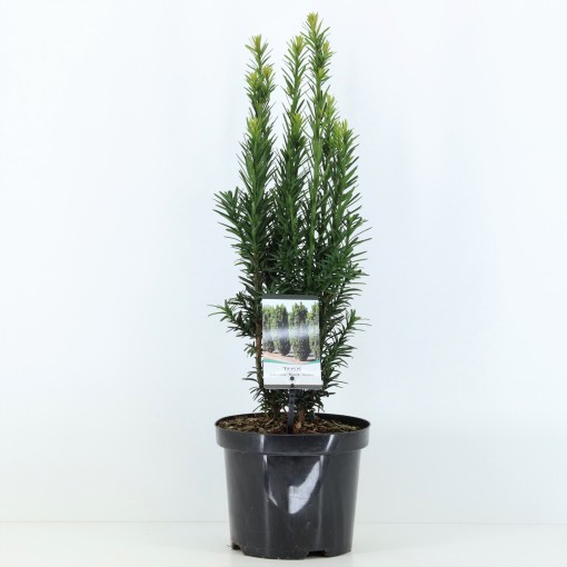 Taxus-Baccata