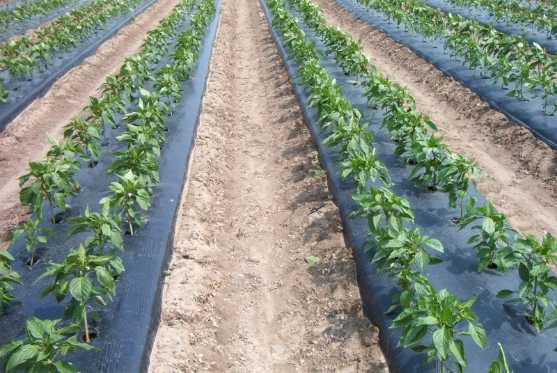 Film-microperforado-para-cultivos-Control-malas-hierbas