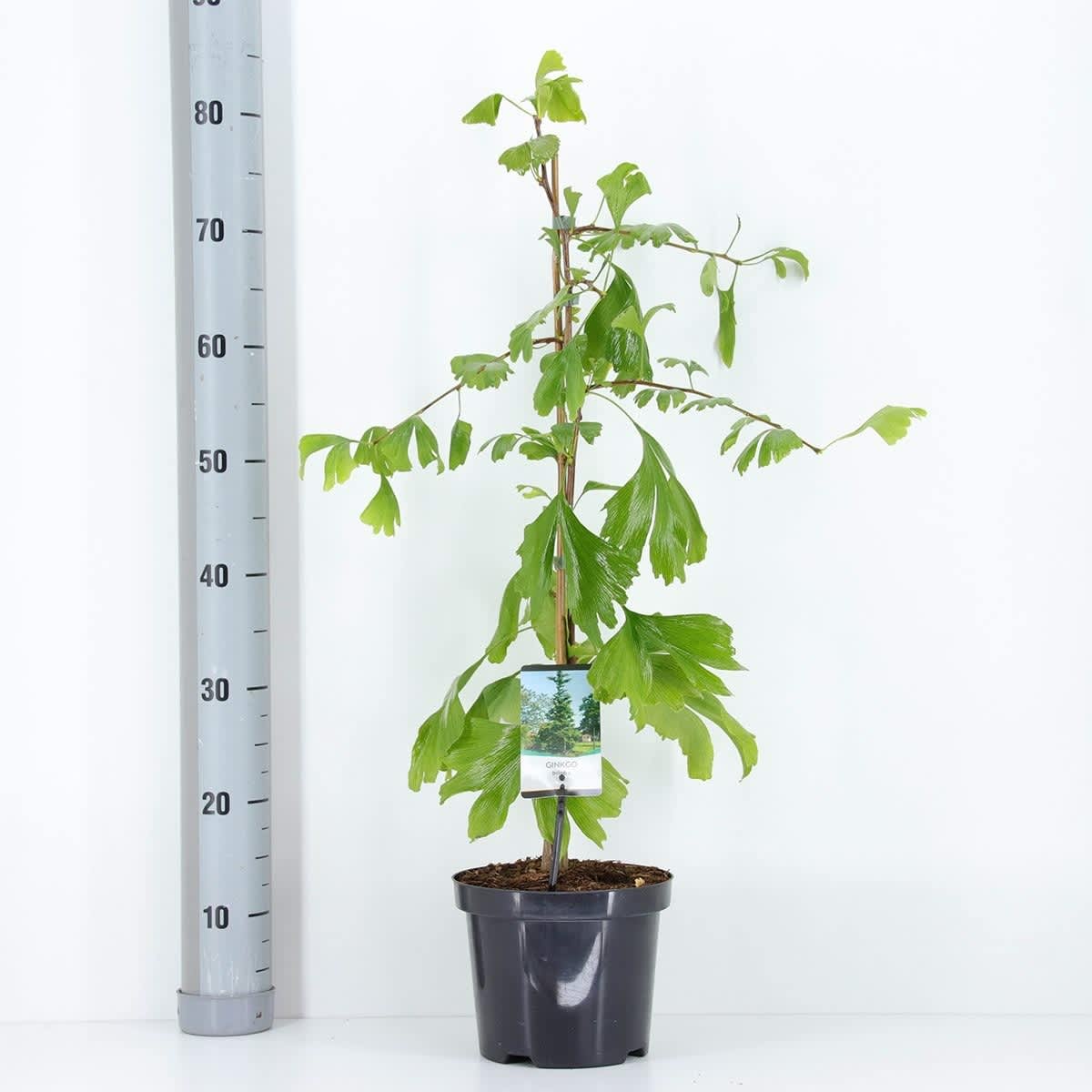 Ginkgo-Biloba-Árbol-Escudos