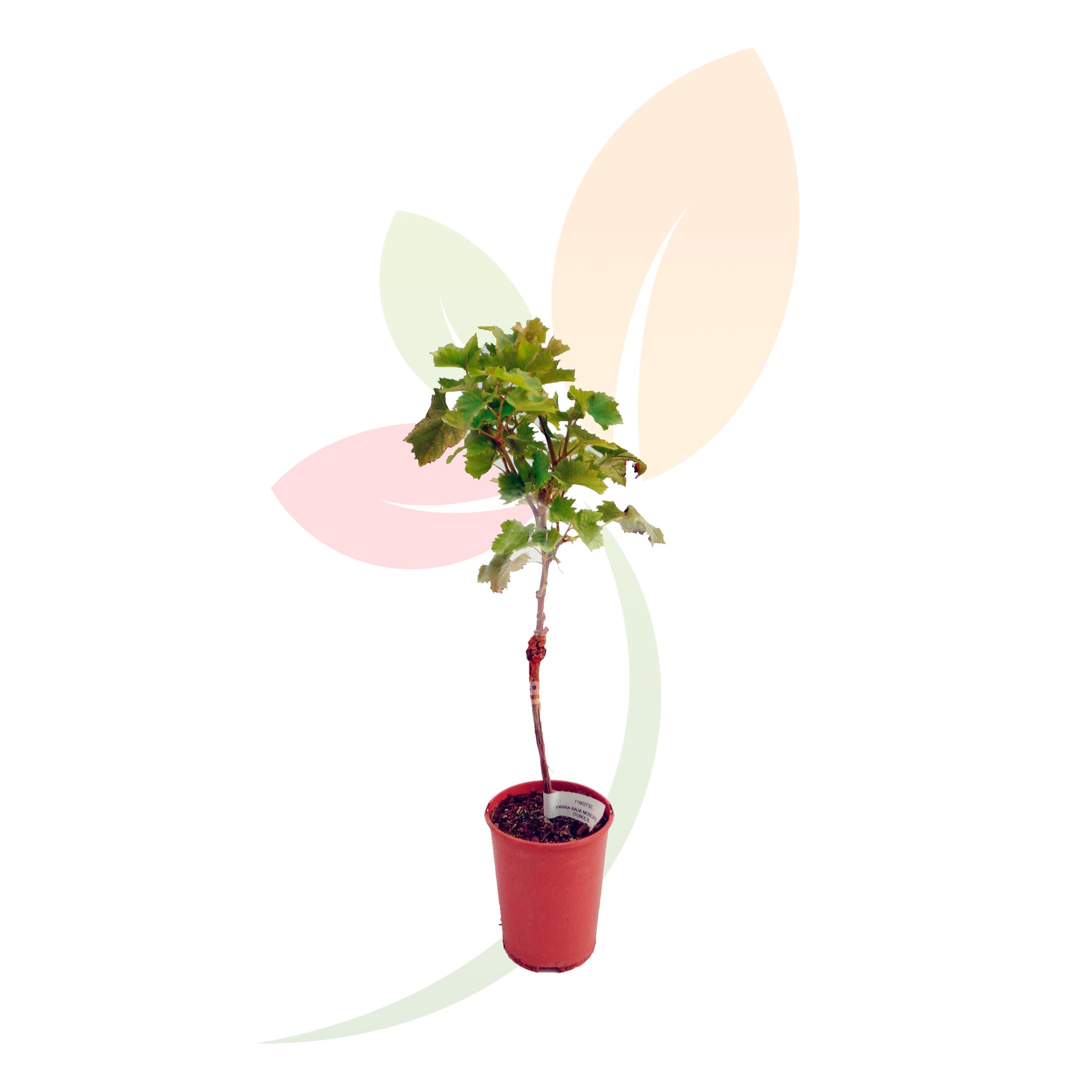 Vitis-Vinifera-Parra-baja