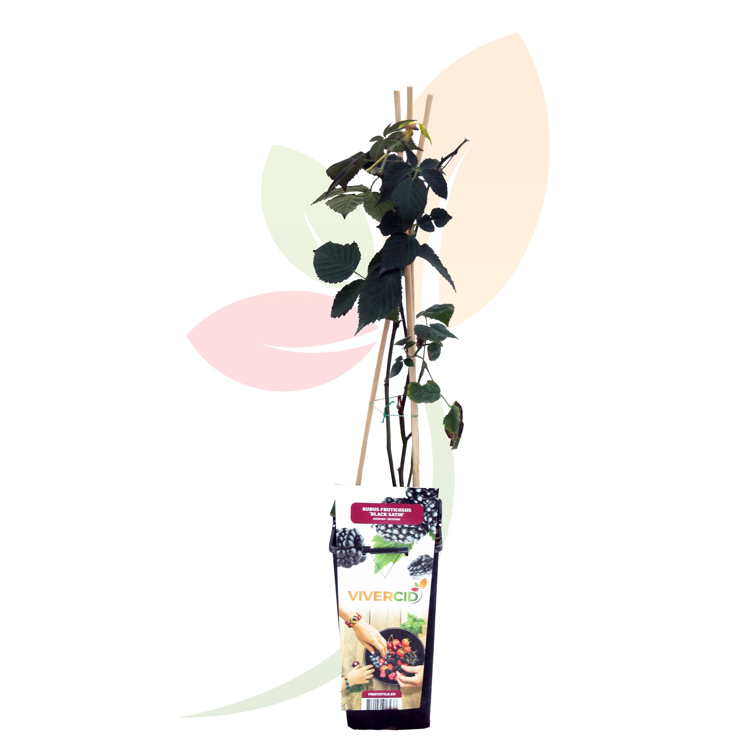 Zarzamora-Rubus-Fruticosa