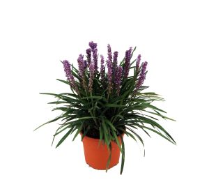 Liriope-Muscari-serpentina