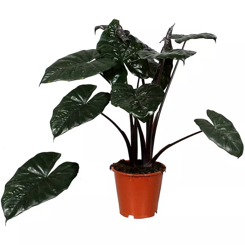 Alocasia-Yucatan-Princess