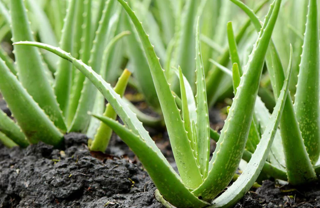 Aloe-vera