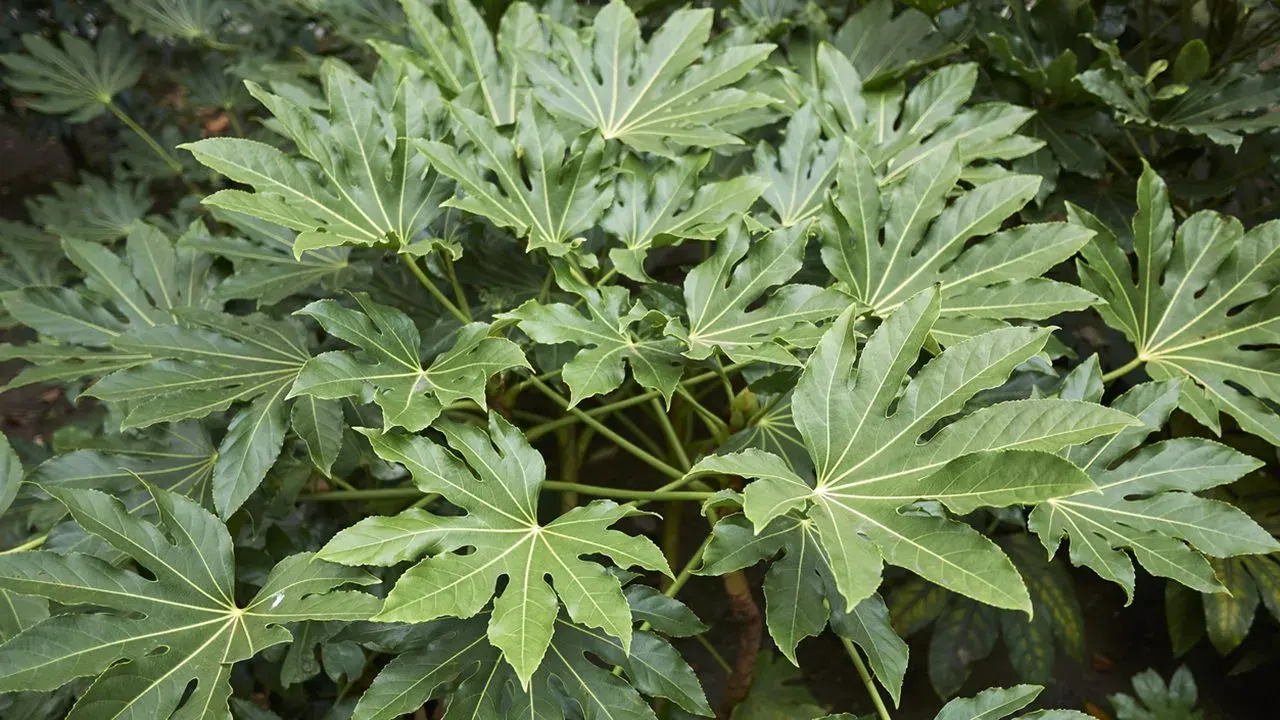 Arália-japonesa-Fatsia-japonica