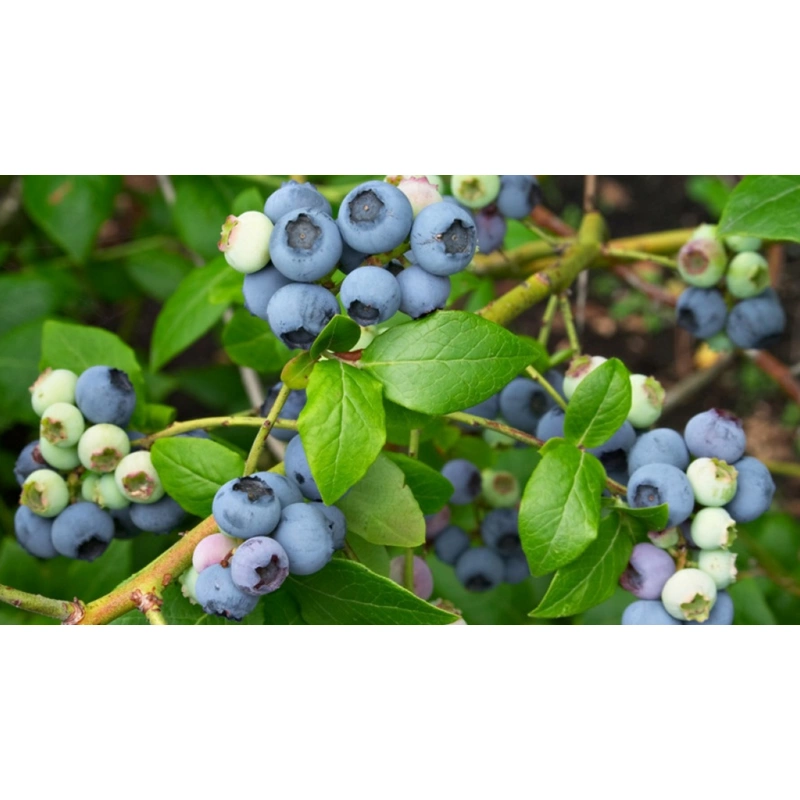 Arandanos-azul-rojo-Vaccinium