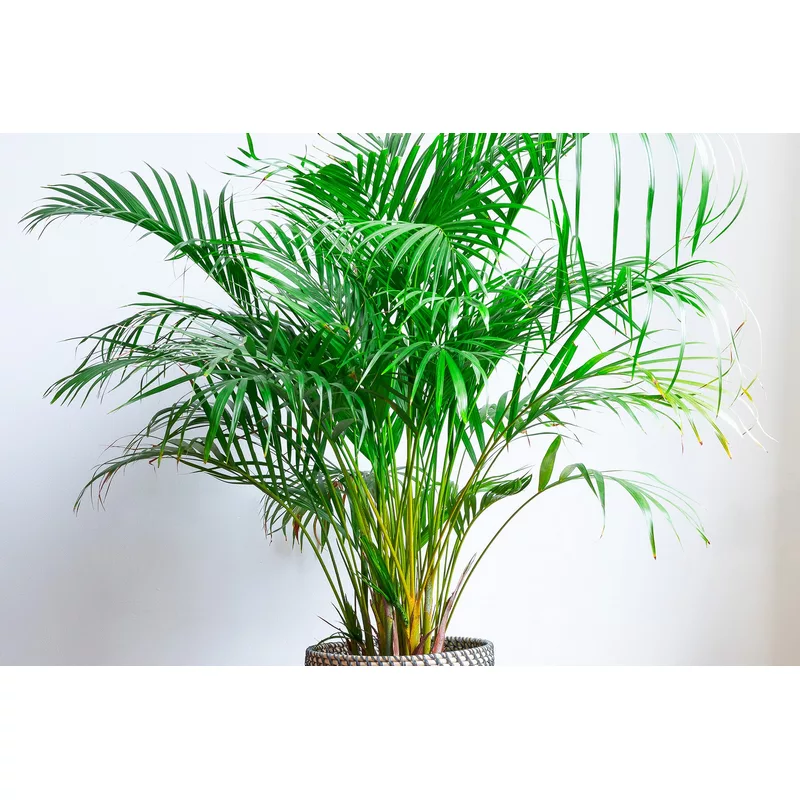 Palma-areca-Areca-amarilla-(Areca-lutecens)