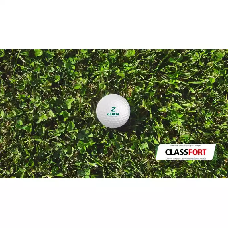 Semillas-para-césped-ornamental-Classfort