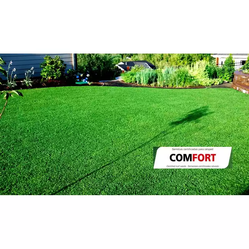 Semillas-para-césped-resistente-bajo-mantenimiento-Comfort