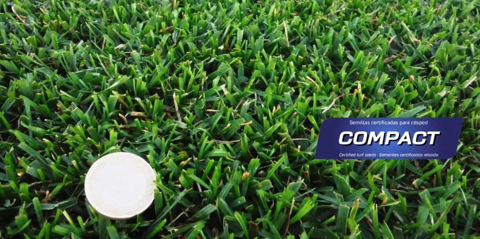 Semillas-césped-resistente-Compact