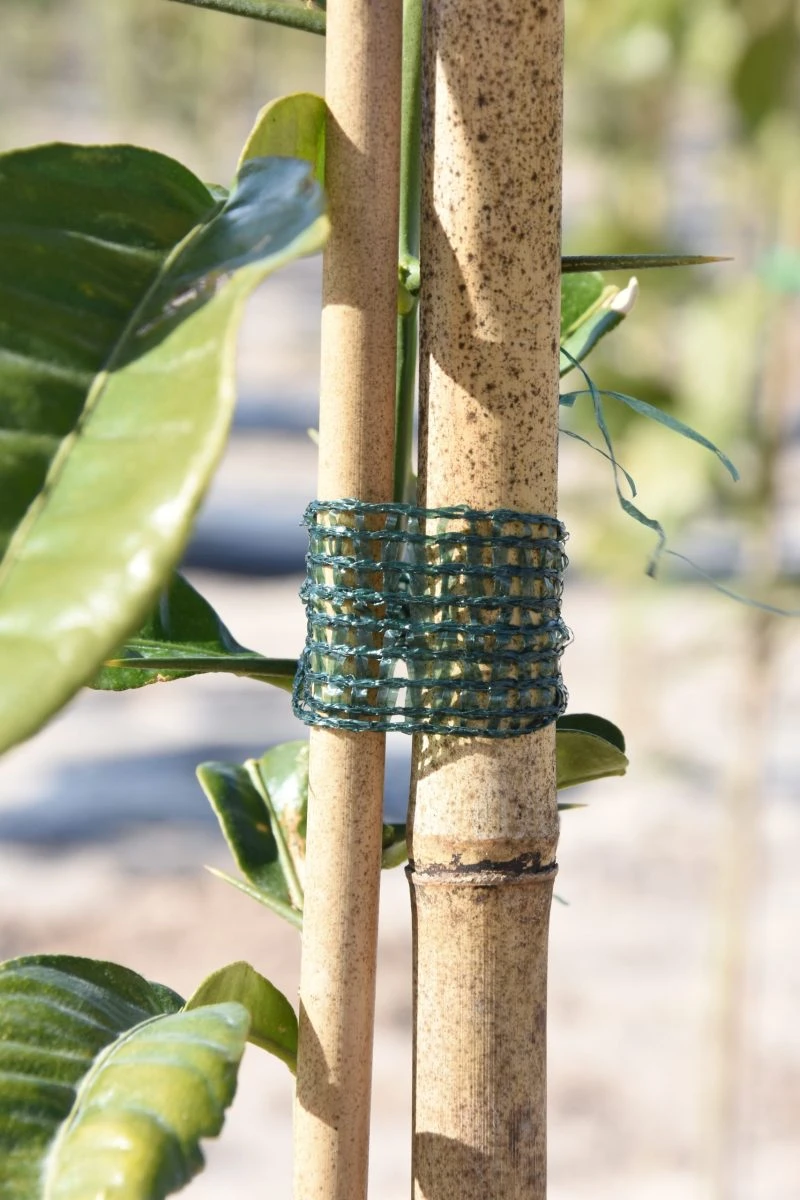 Atadura-rafia-para-plantas-Ideal-para-cultivos-frutales