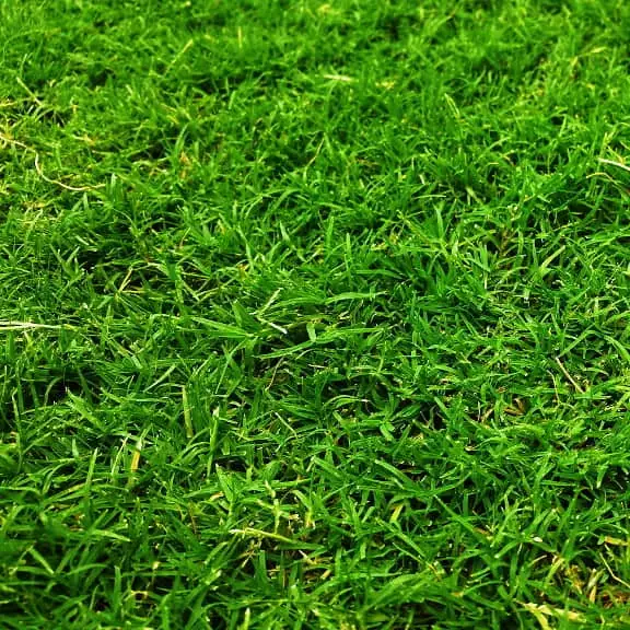 Grama-fina-«Cynodon-dactylon»-(«Bermuda-grass»)