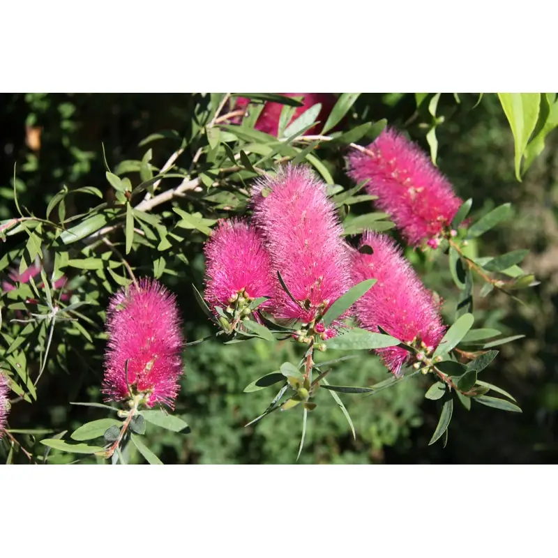 Callistemon-laevis-pink-planta-limpia-tubos-rosa