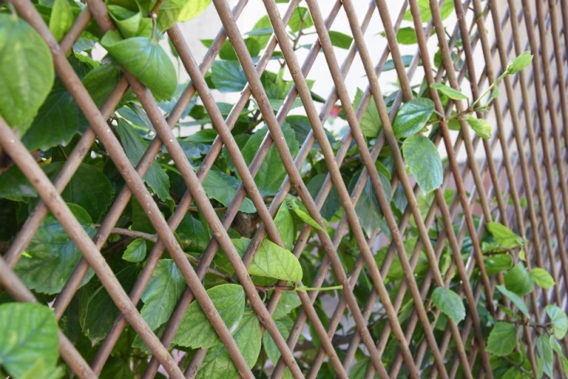 Celosía-extensible-mimbre-separa-estilo-ecológico