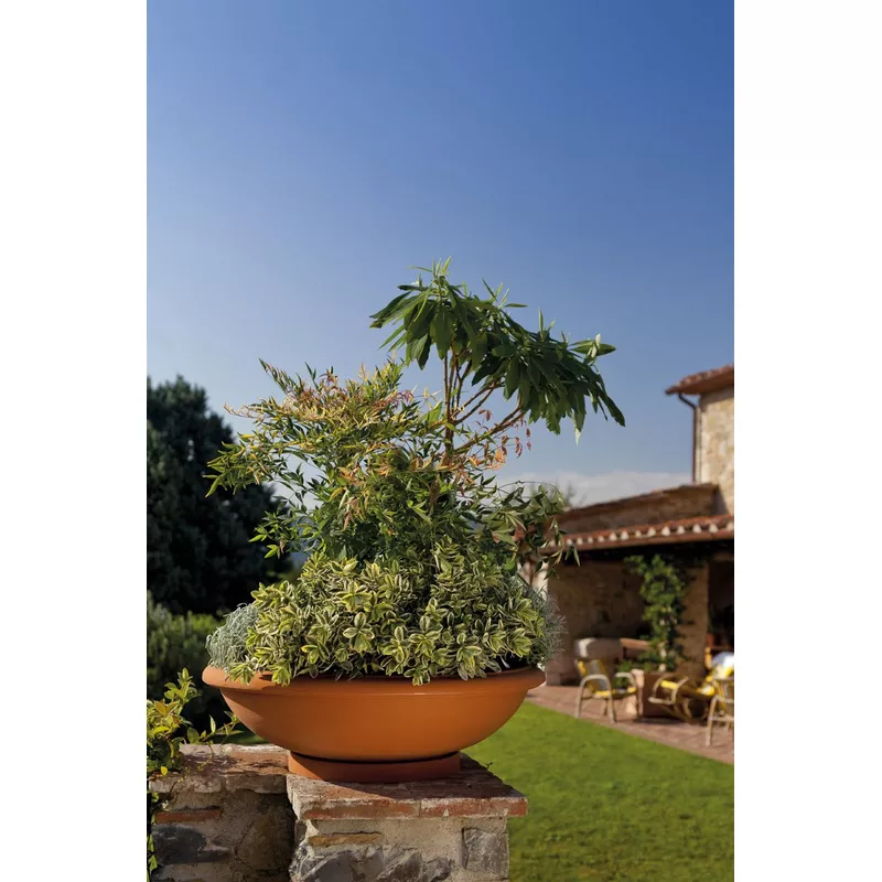 Maceta-Ciotola-Grande