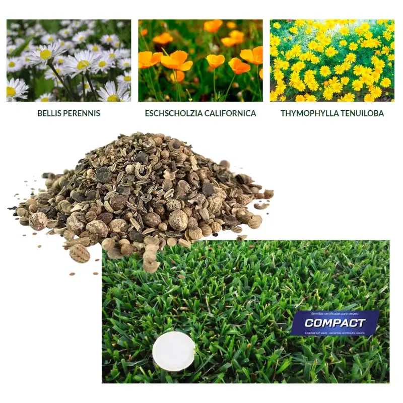 Semillas-césped-flores-Compact