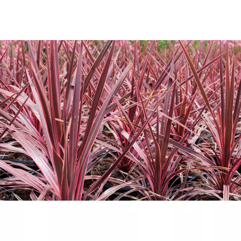 Cordyline-Cherry-Sensation