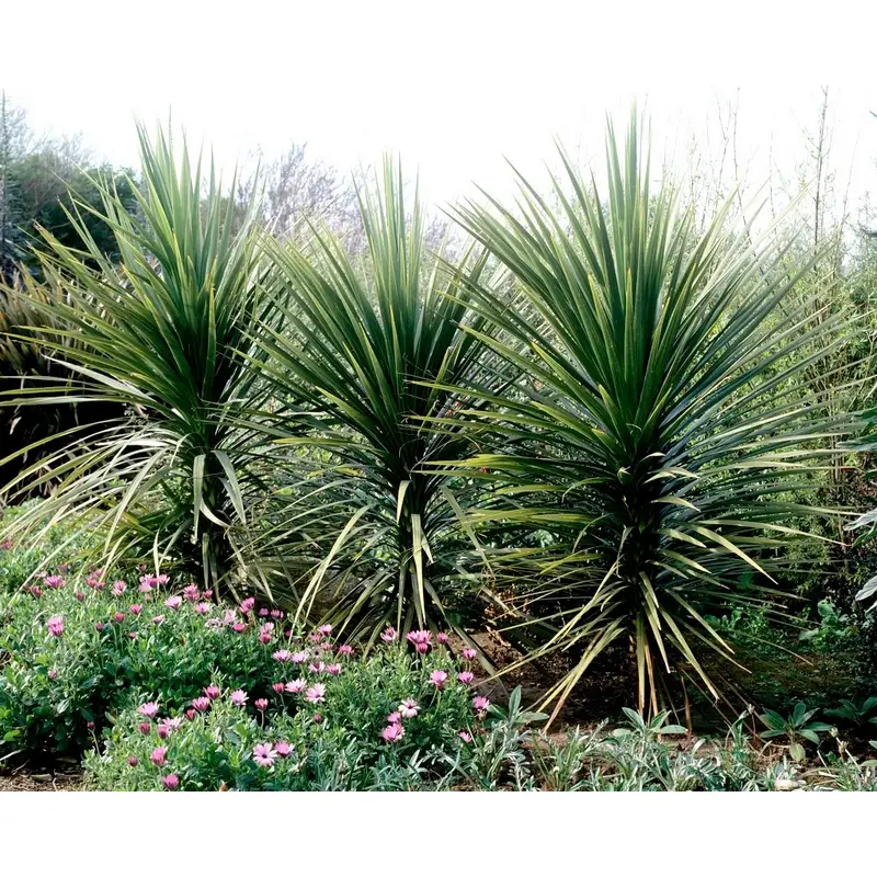 Cordyline-Indivisa-Palma-nueva-zelanda