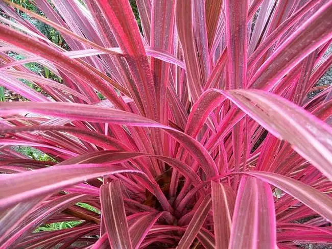 Cordyline-Pink-Passion