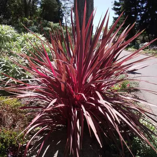 Cordyline-Star