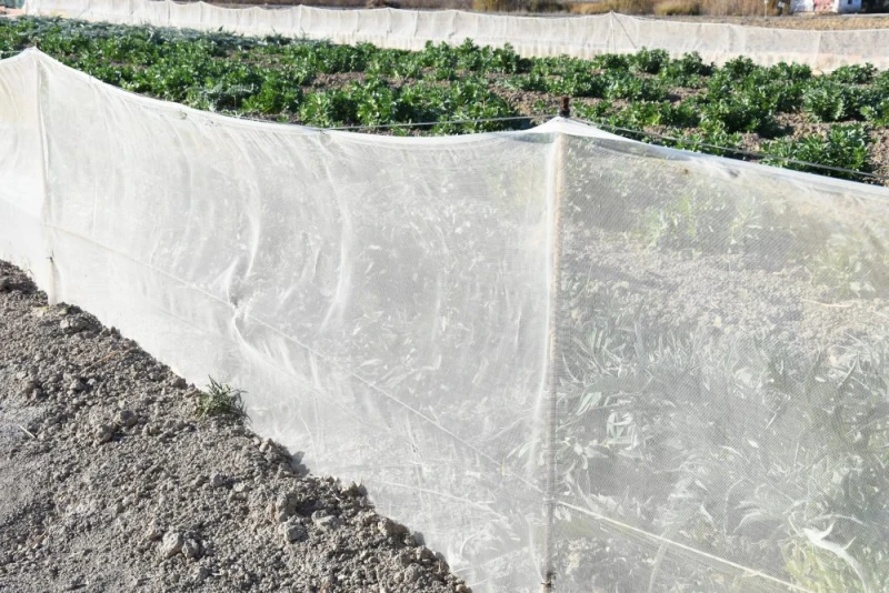 Malla-cortavientos-mosquitera-para-proteger-cultivos