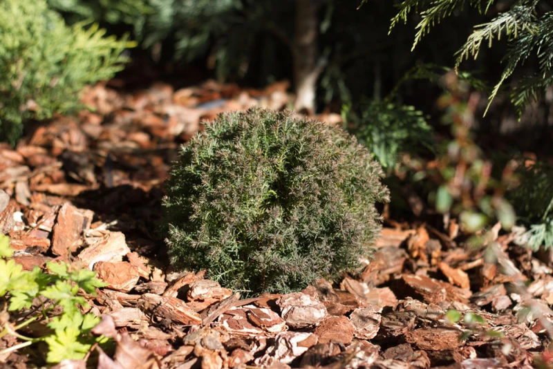 big-bag-corteza-pino-para-jardín-Mulching-extra