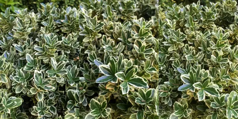 Euonymus-japonicus-albo