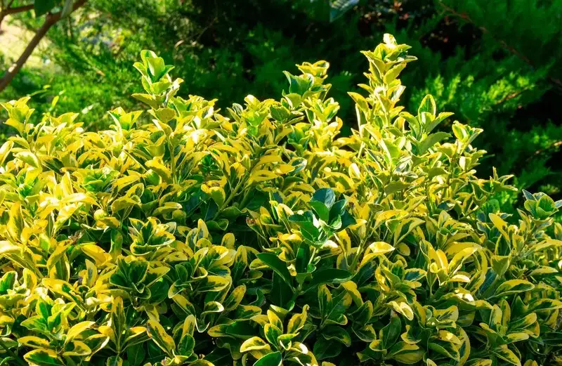 Euonymus-japonicus-aurea