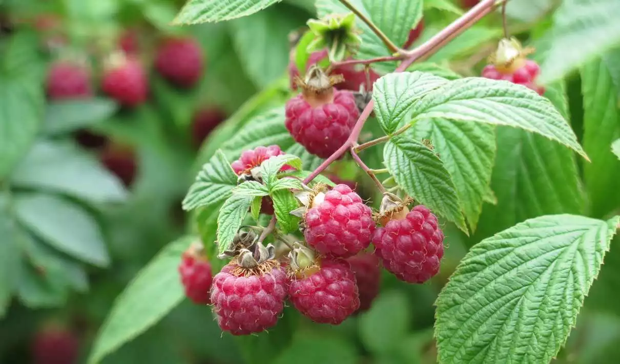 Frambuesa-Rubus-idaeus