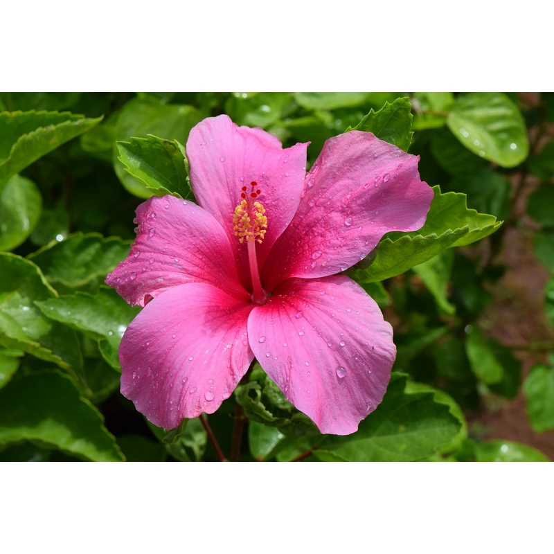Hibiscus-rosa-sinensis