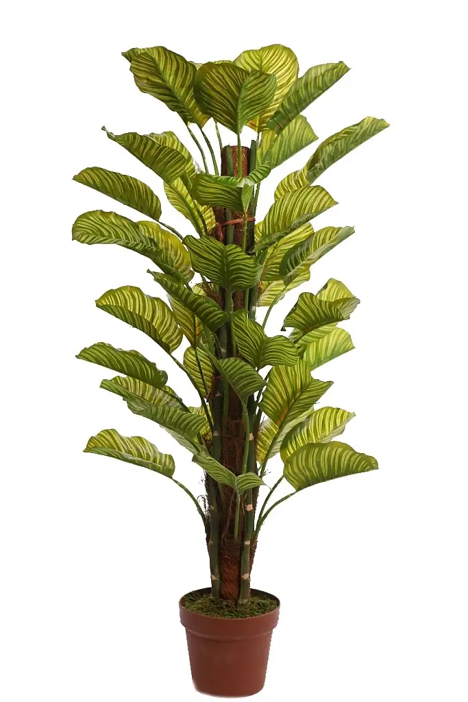 Calathea-tutor-artificial