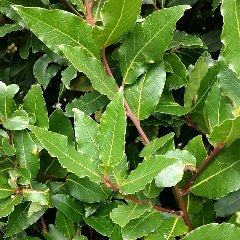 Laurus-nobilis-Laurel