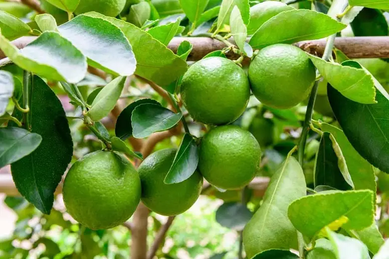 Cítrico-Lima-Citrus-latifolia