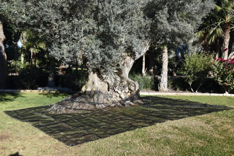 Manto-recolección-Cosecha-fácil-aceitunas-frutos-secos