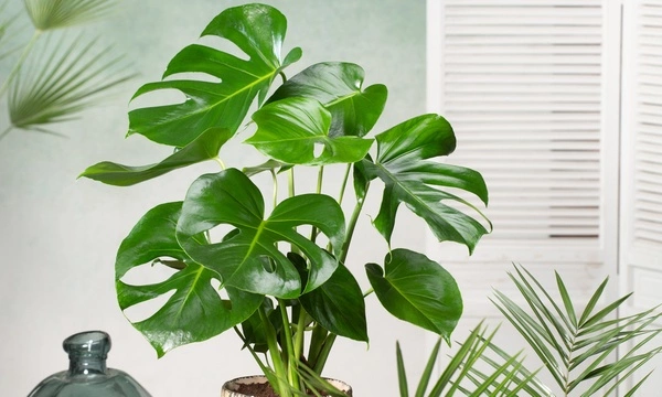 Monstera-deliciosa-Costilla-adán