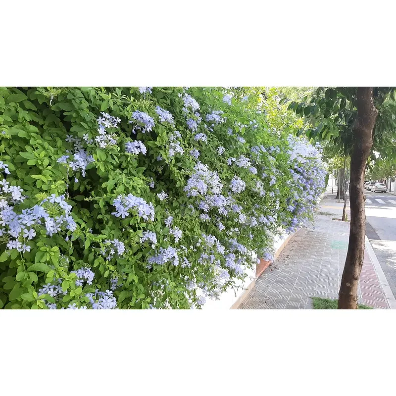Plumbago-capensis-Jazmín-azul,-Jazmín-cielo