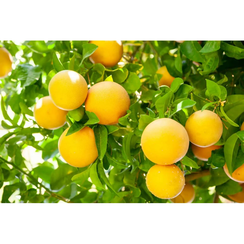 Pomelo-Citrus-Paradisi