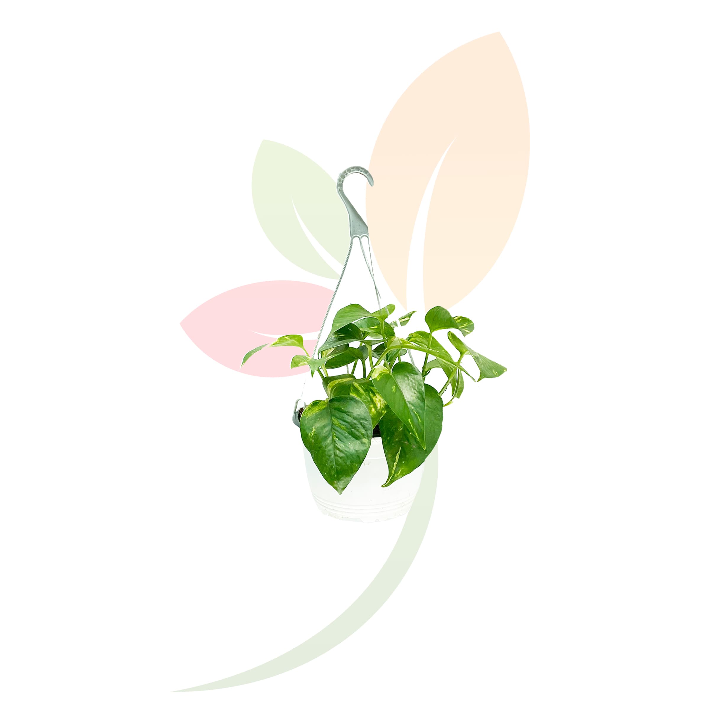 Pothos-Epipremnum-Aureum