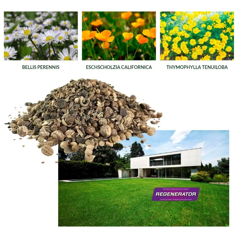 Semillas-césped-flores-Regenerator