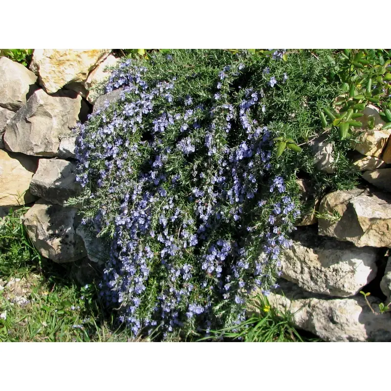 Planta-aromática-rosmarinus-repens