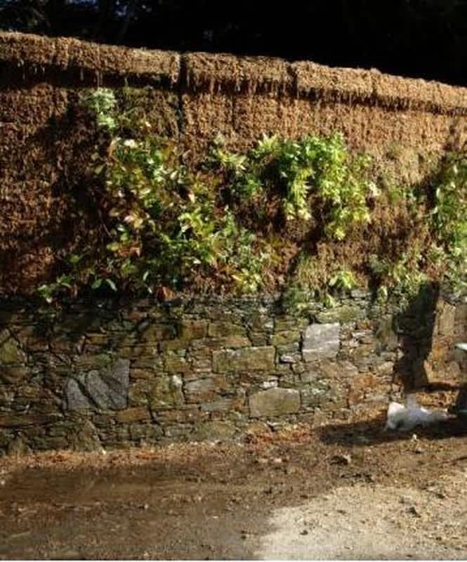 Musgo-Sphagnum-fibras-largas–Ideal-para-jardines-verticales-techos-verdes