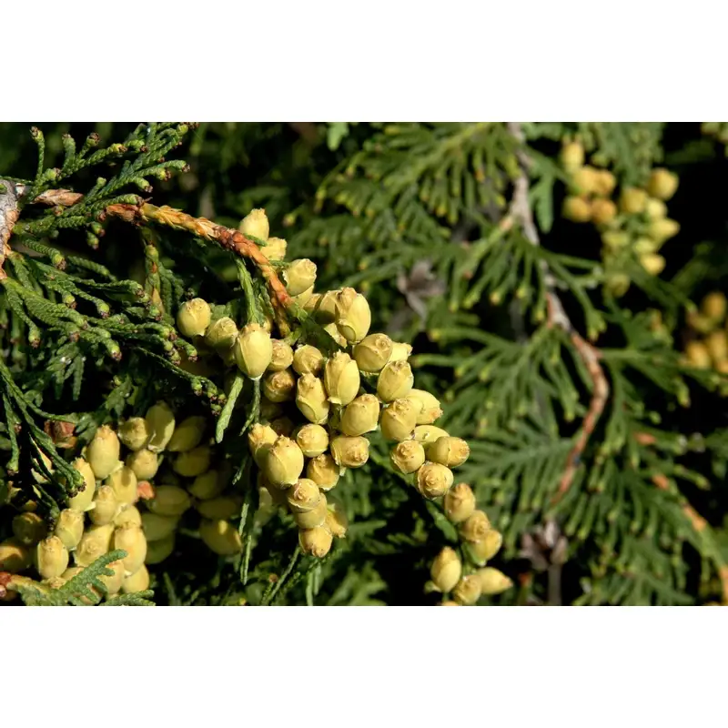 Thuja-árbol-vida,-tuya