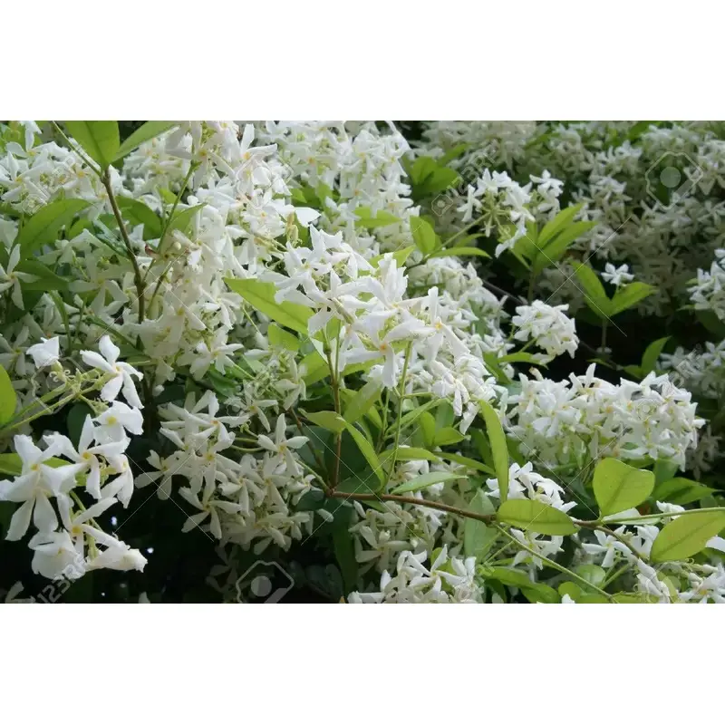 Jazmín-estrella-madagascar-Trachelospermum