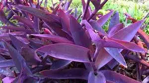 Tradescantia-Amor-alturaombre