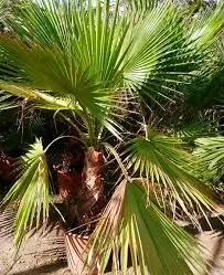 Washingtonia-Robusta-palma-mexicana