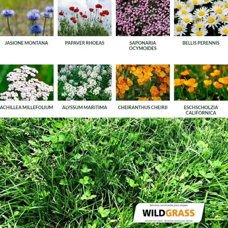 Semillas-para-césped-flores-Wildgrass