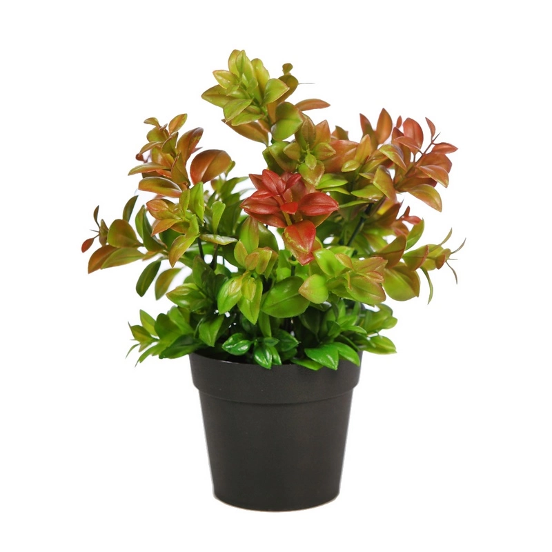 Planta-Eucalipto-maceta-altura