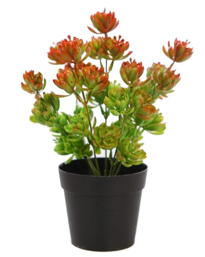 Planta-crasa-disponible-tres-colores