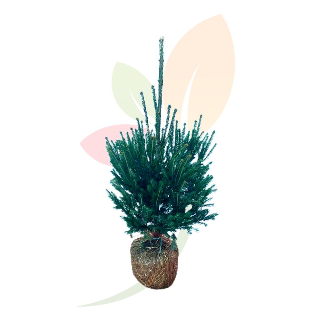 abies-excelsa-cepellon-arbol-navidad